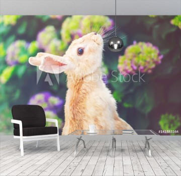 Image de Rabbit in front of a hydrangea bush